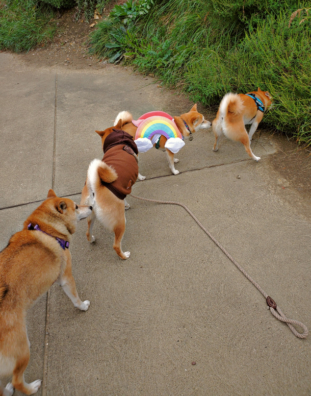 Butt-sniffing shiba train