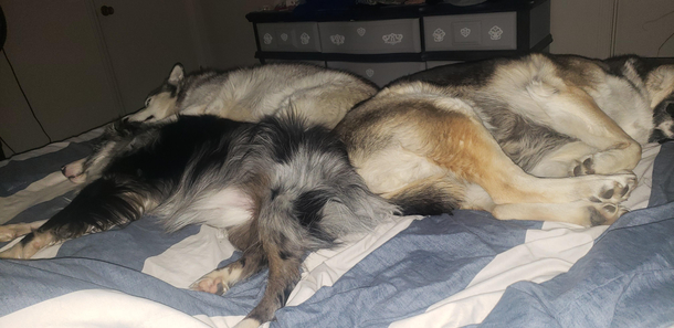 Butttttwe always stay together This is how they sleep every night They circle until everyones butts are together