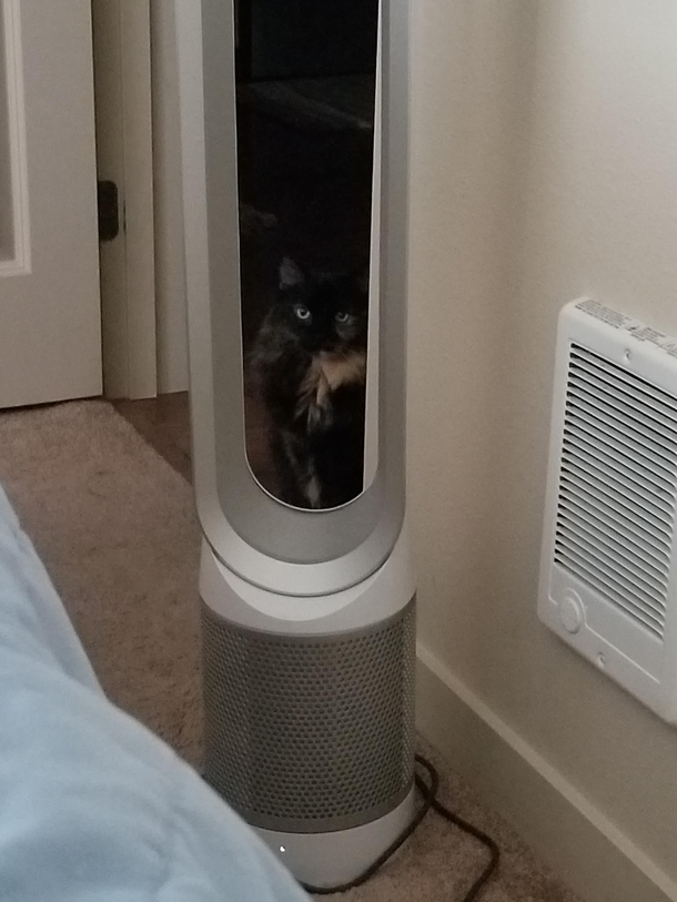 Buy a Dyson air purifier and get  cat creeper free