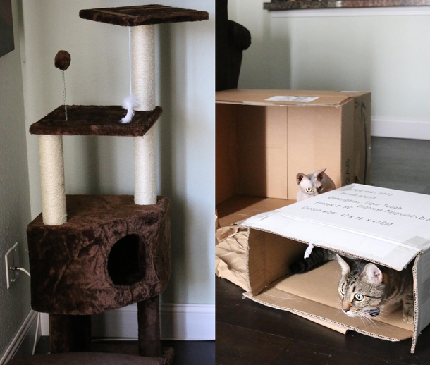 Buying gifts for cats