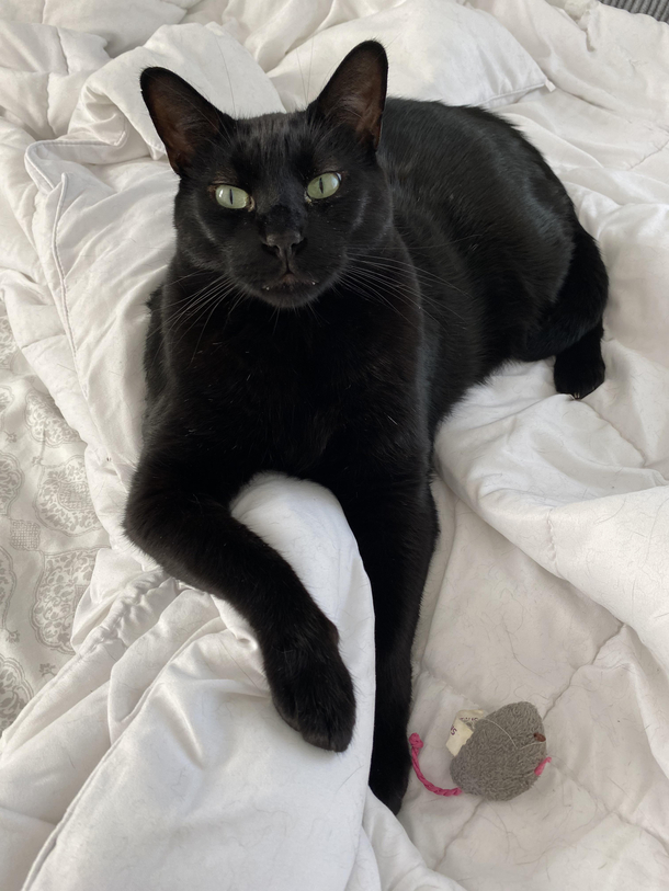 By request Baloo and his mouse Pinky