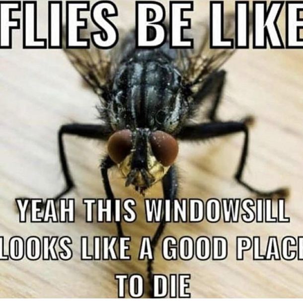 bzz bzz