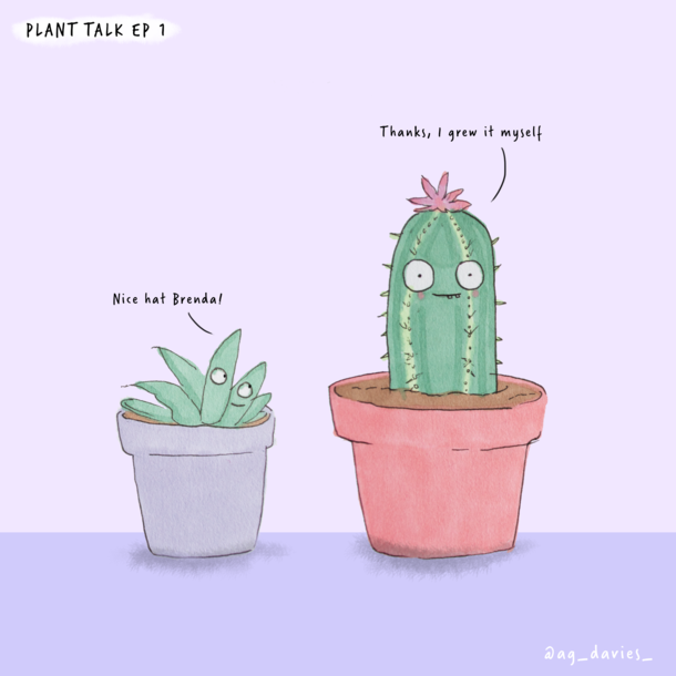 Cacti are very fashionable nowadays