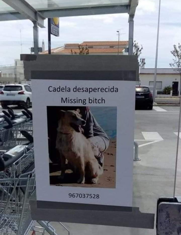 Cadela desaparecida missing dog