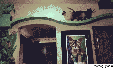 California home owner turns home into one big play house for adopted cats