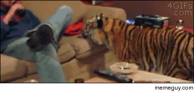 Calvin and Hobbes the college years