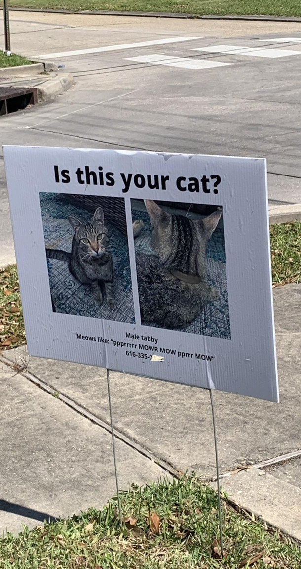 Came across this missing cat flier Anyone speak cat