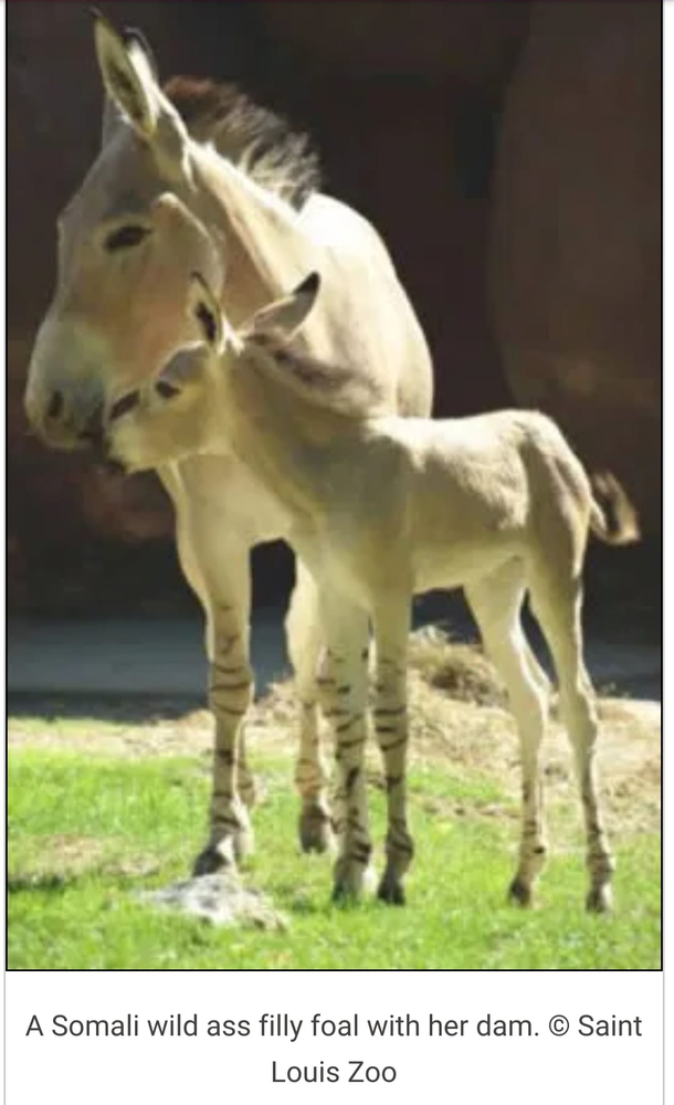 came across this while reading an academic text about horse evolution the caption is my new go to insult