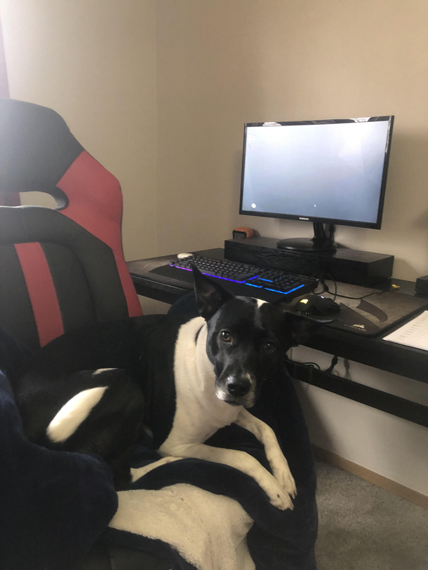 Came back from the bathroom and found my dog trying to play some video games