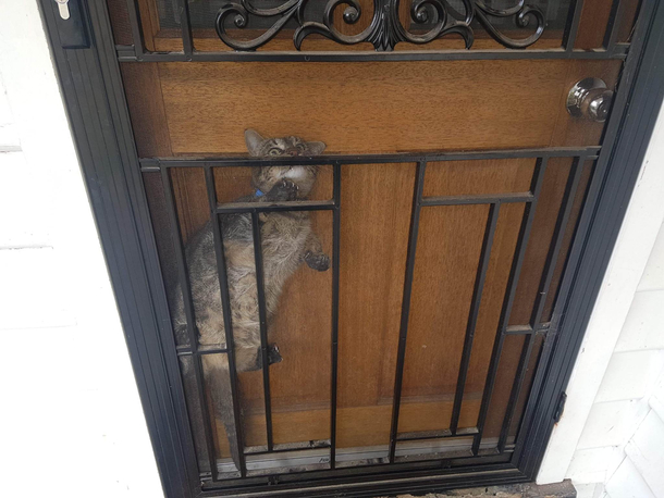 Came home from work to find poor puss rethinking his life choices