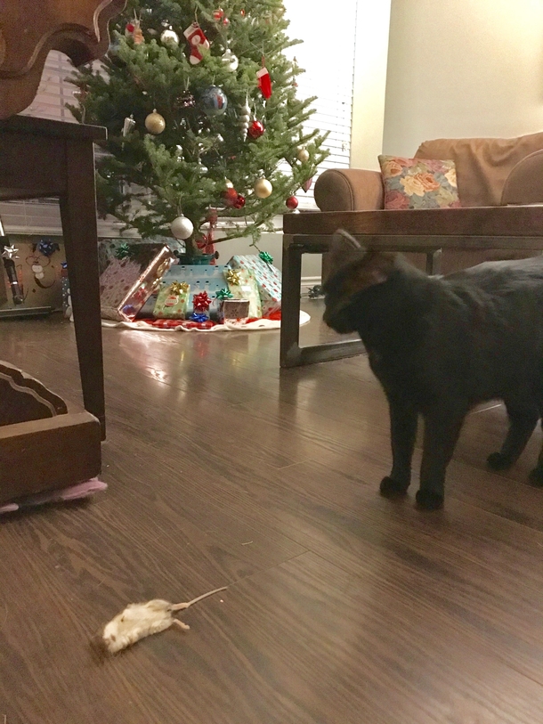 Came home to cat wrapping my gift