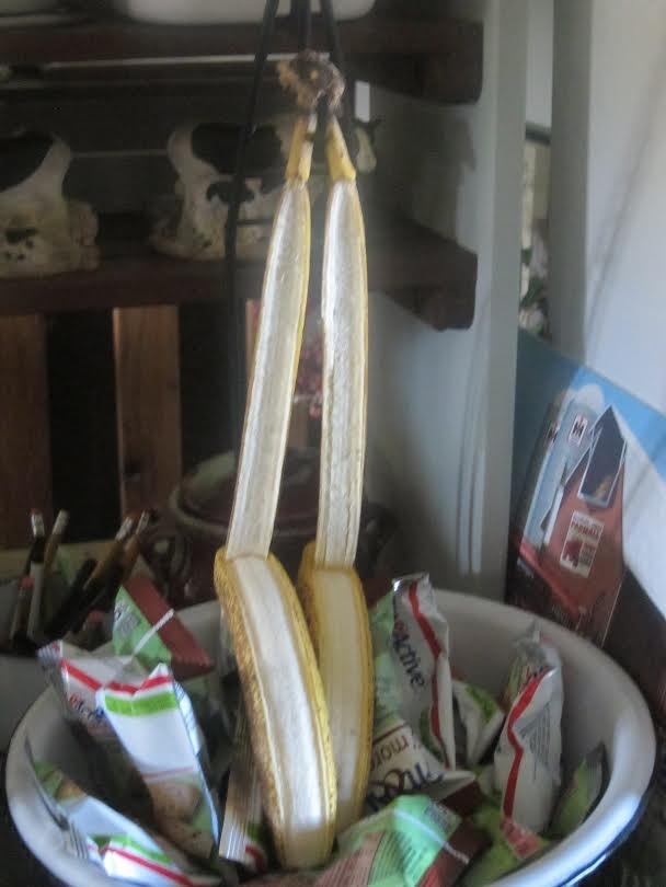 Came home to find that my bananas committed sucide 