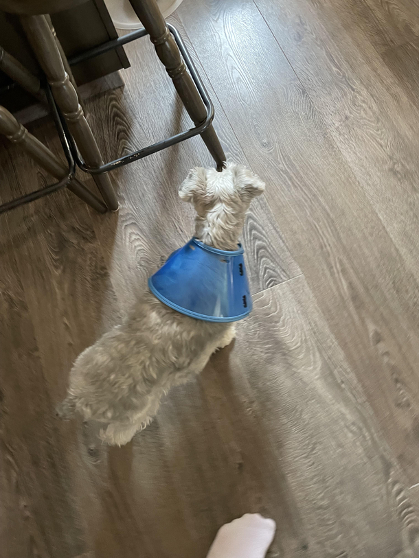 came home to see this is how my mom put the cone on my dog 