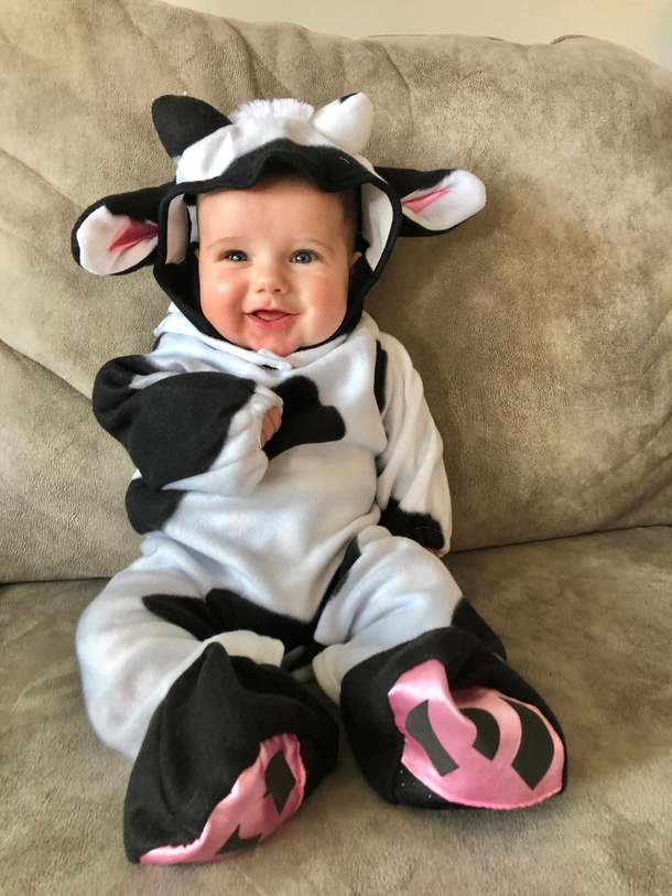 Came home to see this little cow ready for trick or treaters