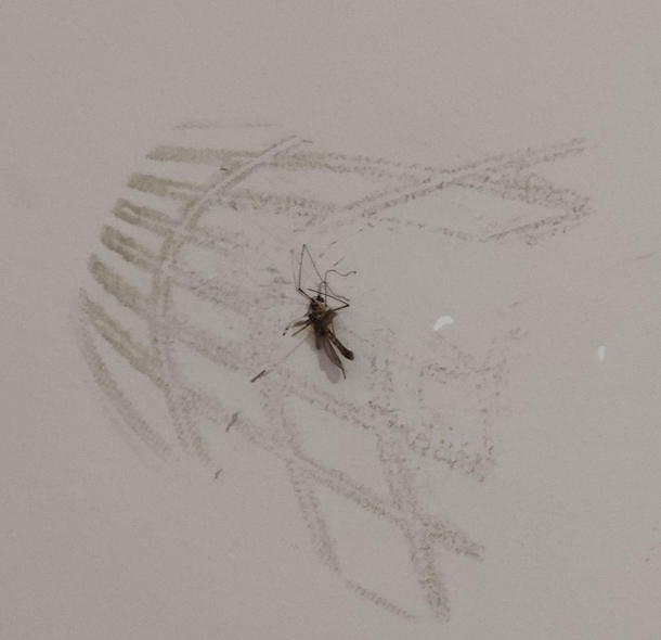came to the office this morning and witnessed a creation of an art installation