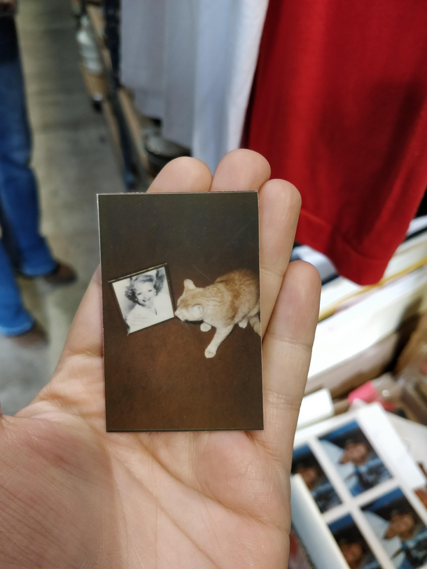Came upon an important photo of a cat looking at a photo of Betty White in a thrift store