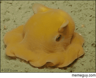 Camera-Shy-Octopus-Hides-in-Tentacles