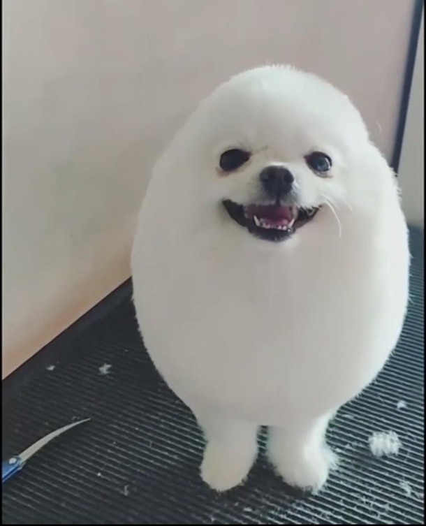 Can I offer you this happy egg in these trying times