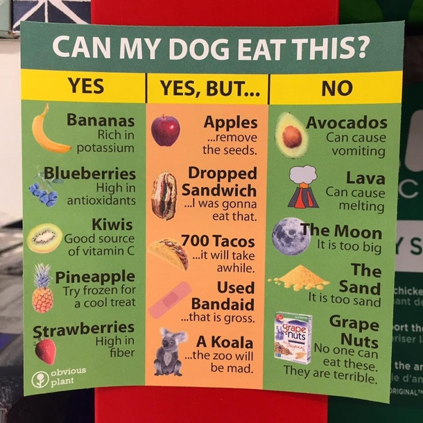 Can My Dog Eat This