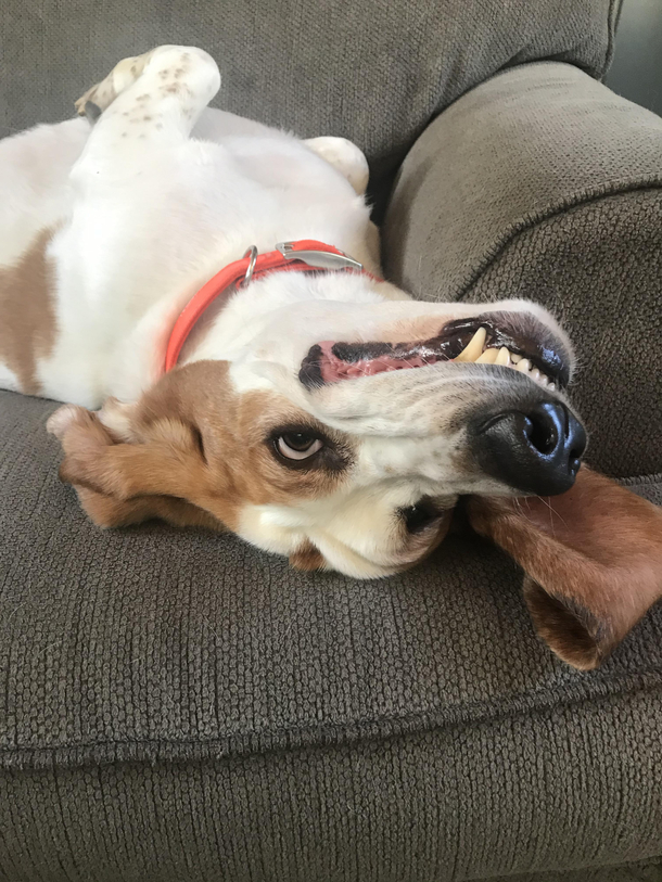 Can someone reset my dog Hes glitching