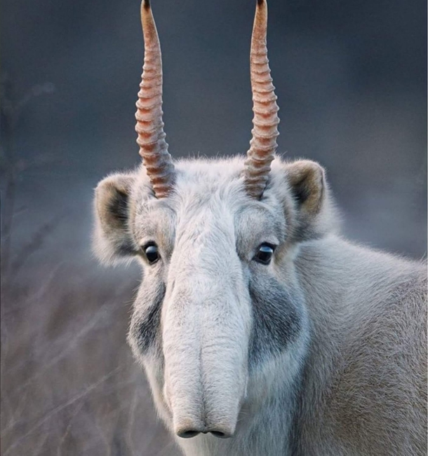 can we please just appreciate this beautiful saiga antelope for a second