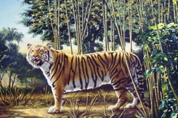 Can you find the hidden tiger