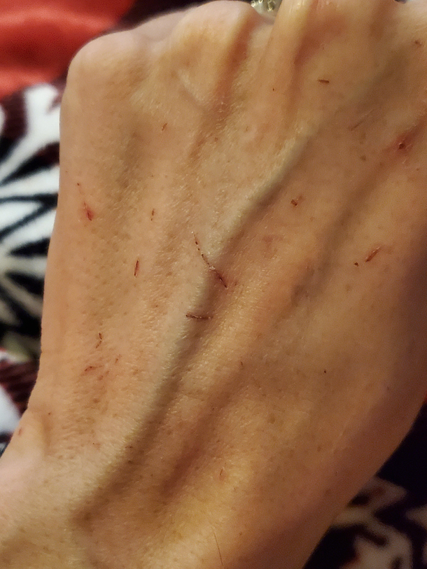 Can you guess who just adopted a kitten