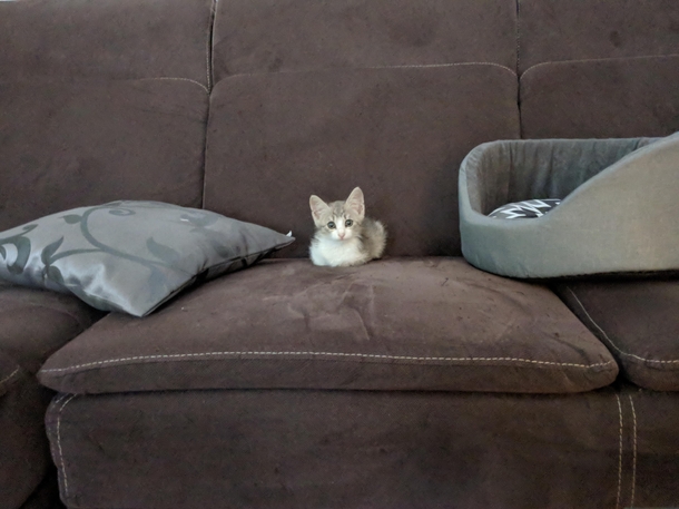 Can you tell what are the two things I specifically bought for my new cat