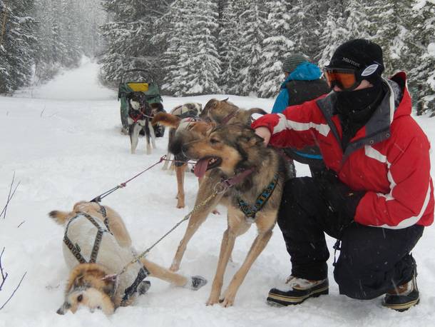 Can you tell which sled dog is new