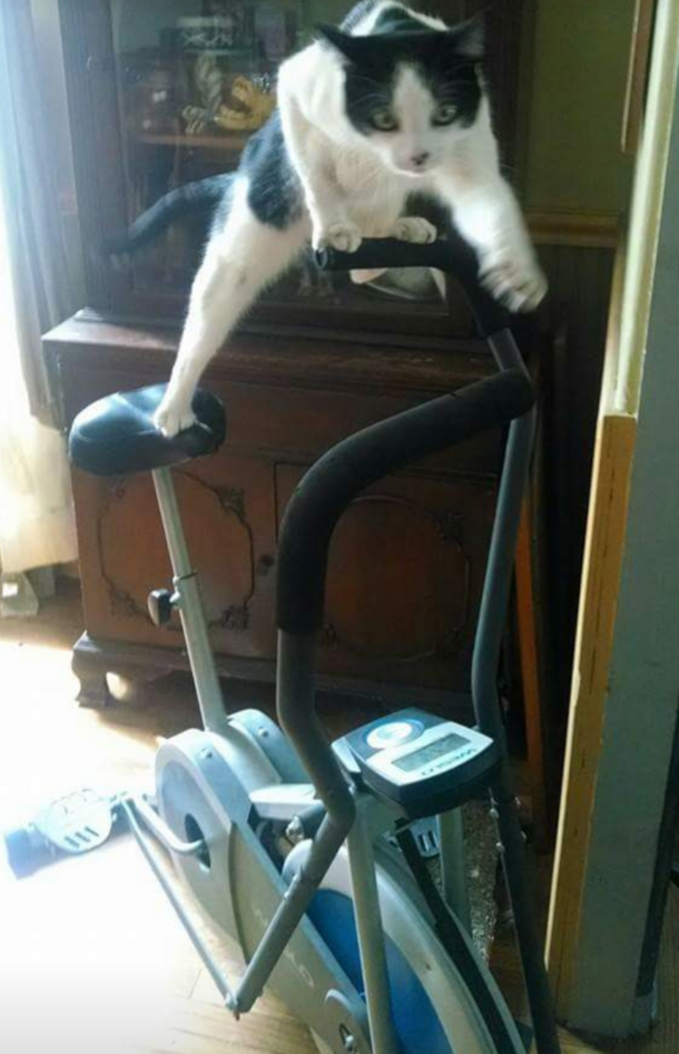 Can your cat top this exercise maniac