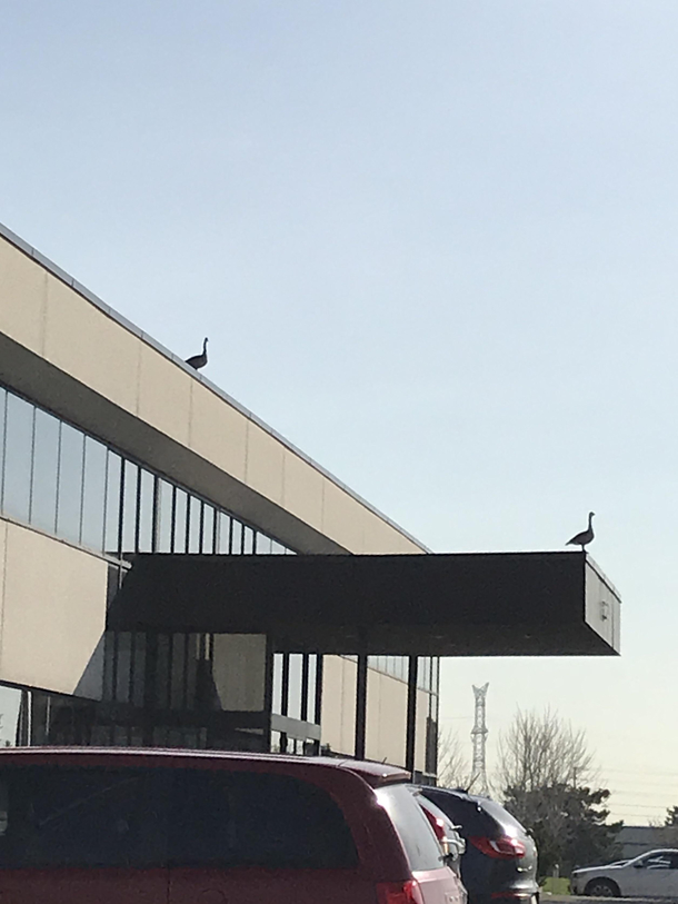 Canadian Gargoyles