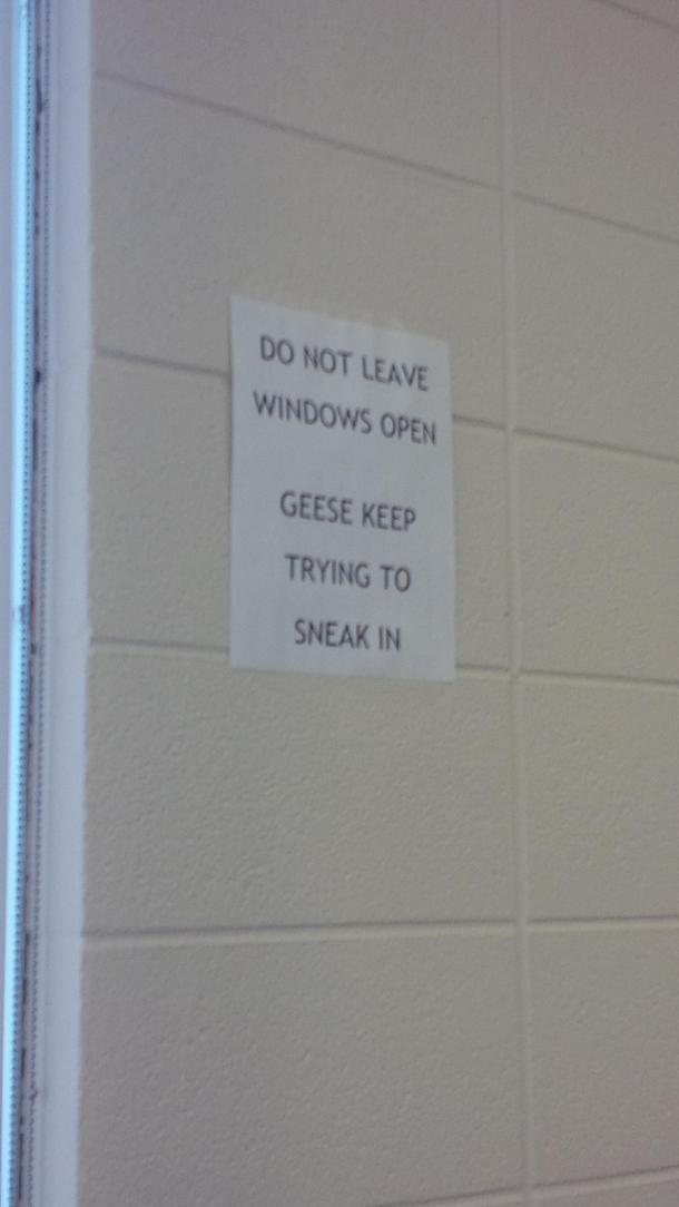 Canadian Geese have overrun my schools campus Found this in the computer lab