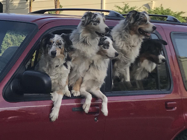 Canine Clown Car
