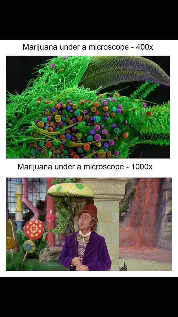Cannabis under microscope - k