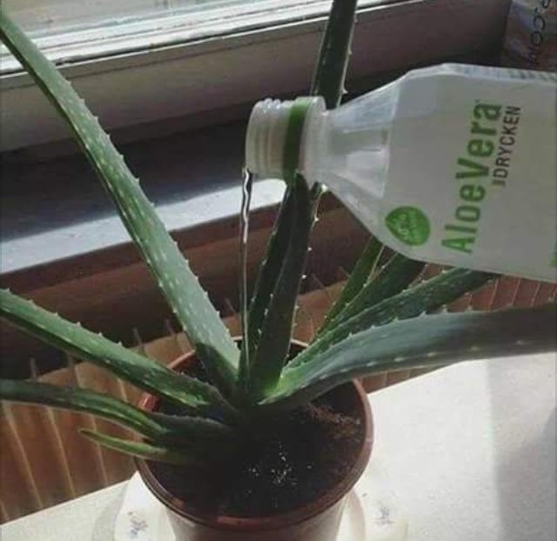 Cannibalism 