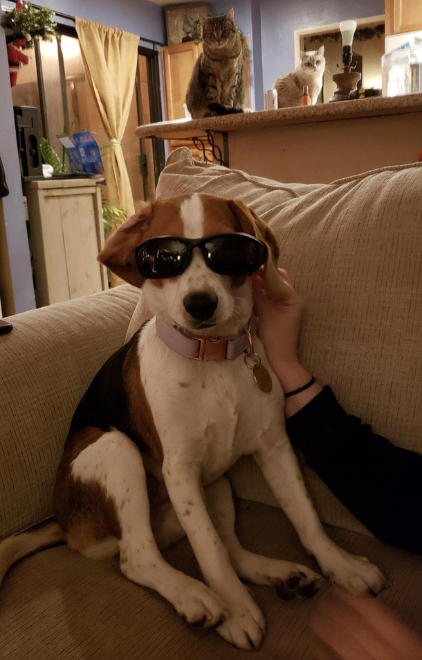 Cant escape the pup-arazzi
