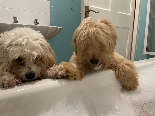 Cant have a bath in peace  