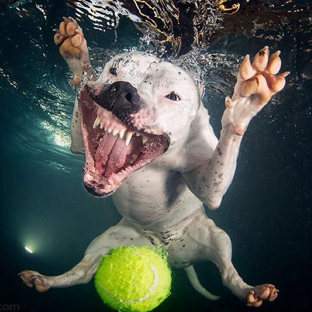 Cant stop laughing at this dog underwater
