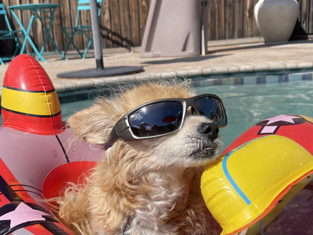 Captain Peanut proudly manning his plane