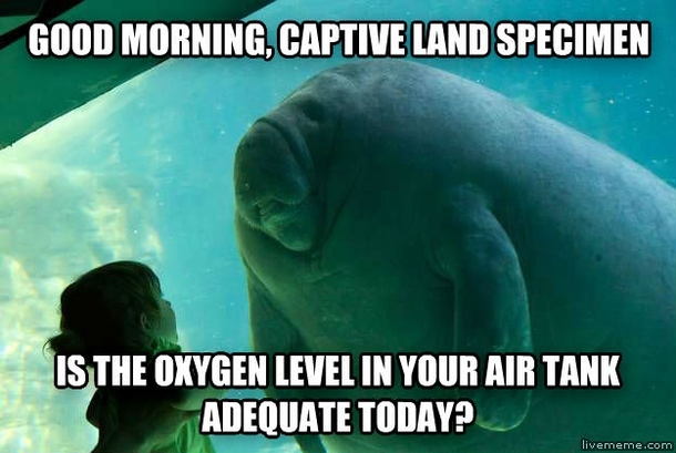 Captive Manatee