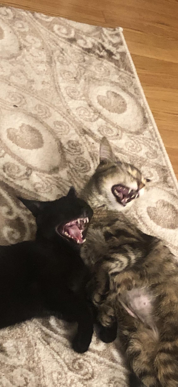 Captured at the right moment