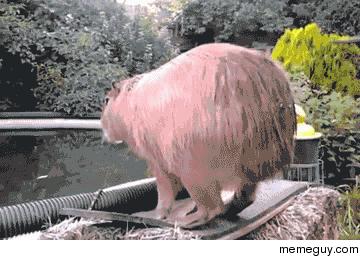 Capybara loves to dive errrr cannonball
