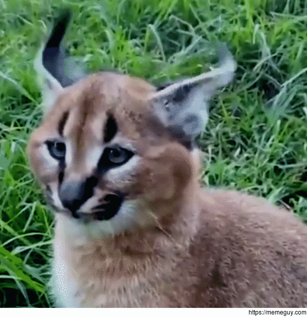 Caracal kitten ear loop