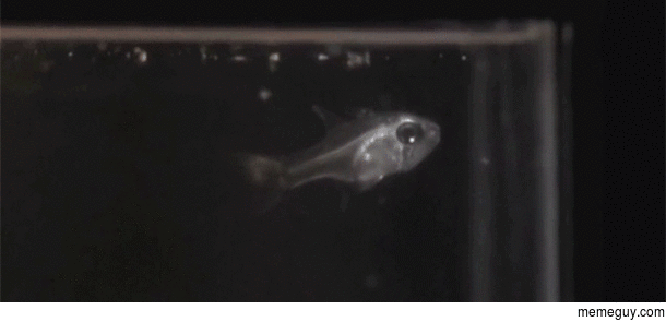 Cardinal fish spitting out an ostracod