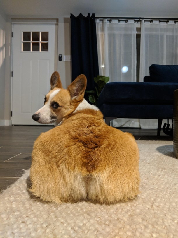 Carl Corgdashian