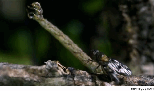 Carnivorous Caterpillar