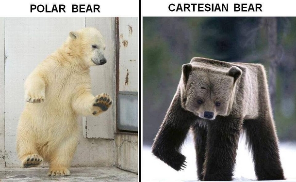 Cartesian bears are so cool