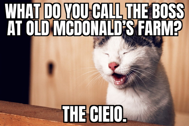 Cassius the Comedian Cat Joke 