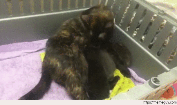 Cat accepts baby squirrel as part of her litter