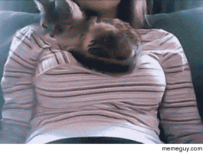 cat-and-boobs-75046.gif